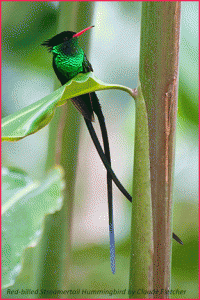 The Doctor Bird (the Red-billed Streamertail is its correct name) is not only a symbol of Jamaica and a very beautiful creature. It is also a great pollinator. (Photo: Claude Fletcher)