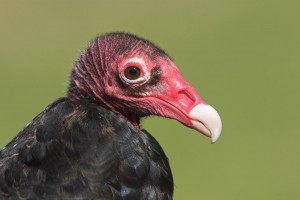 The humble Turkey Vulture, or John Crow. Well, at least he had a mountain range named after him. (Photo: Audubon Society)