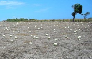 his photograph shows a melon farm in southern St. Elizabeth, Jamaica destroyed by drought. Of all the challenges farmers in the region face, including crippling storms and floods, drought poses the greatest. In spite of watering and tending his field for weeks, this farmer lost his entire crop. (Courtesy D. Campbell/Earthdata)