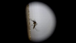 The Aedes aegypti mosquito, responsible for the spread of the dengue and Zika viruses, during testing at the Roosevelt Hospital in Guatemala City. Photo: Bloomberg 