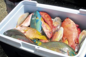 The problem is: Jamaicans love to eat Parrot Fish. Here are some at a fish market in St. Catherine.