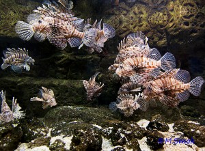 Invasive Lionfish in the Florida Keys. (Photo: reefs.com)
