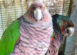 escued and rehabilitated Imperial Parrot (Sisserou) on the right; 18 year old Sisserou female on the left. Also a rescue (having fallen from the nest), this female successfully reproduced in captivity in 2010. (photo by Stephen Durand)