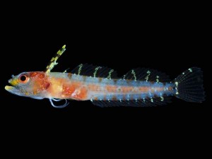 One of the new fish species discovered in the rariphotic "twilight zone" in the Caribbean, Haptoclinus dropi. (Photo: Carole Baldwin, Smithsonian)