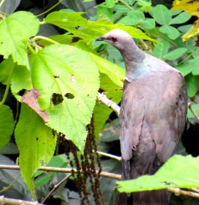 You can meditate on a Ring-tailed Pigeon. My photo, and not brilliant but it is satisfying. 