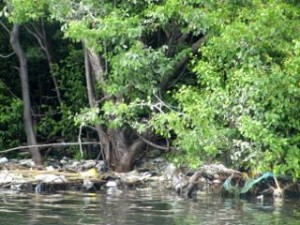 Layers of garbage in Refuge Cay in the Palisadoes mangroves, a few years ago. It has since been cleaned but the garbage is returning. This is a Ramsar Wetland of International Importance. (My photo)